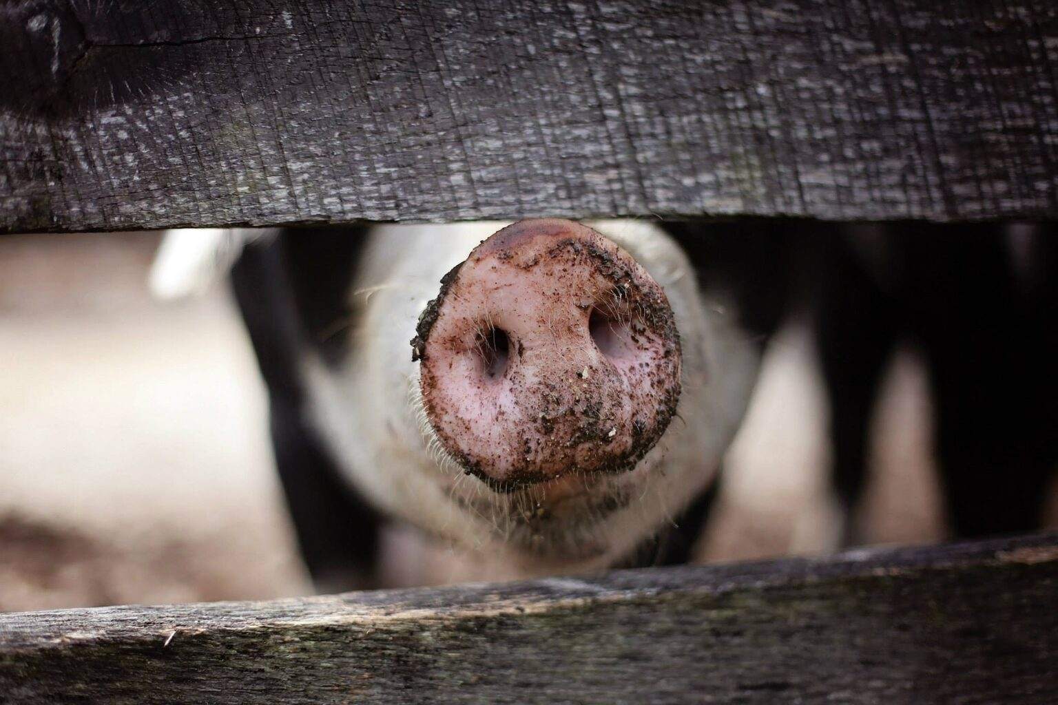 Trüffelschwein 2022 Alle Fakten TrueffelTest.de