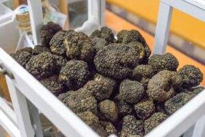 Schwarzer Trüffel tartufo nero schwarze sommmertrüffel