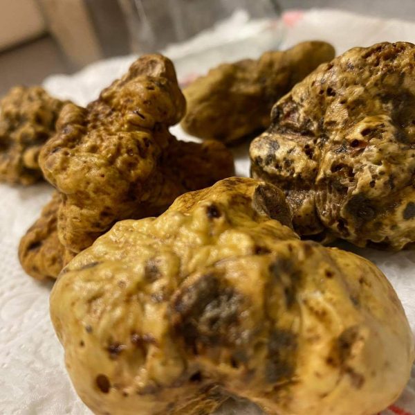 Tartufo bianco white truffle alba italien