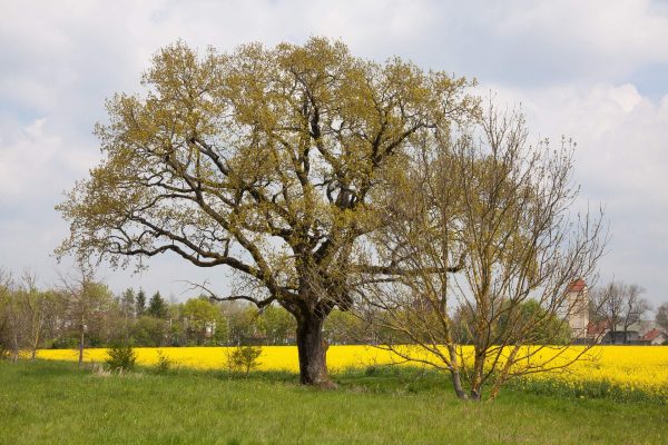 haselnuss strauch schwarzer trüffel markt quercy frankreich eiche eichenbaum