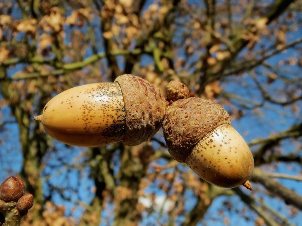 schwarze Trüffel Eiche Baum Quercy französisch