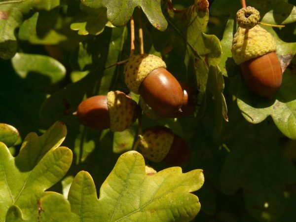 schwarze trüffel perigord wintertrüffel herbsttrüffel frühlingstrüffel