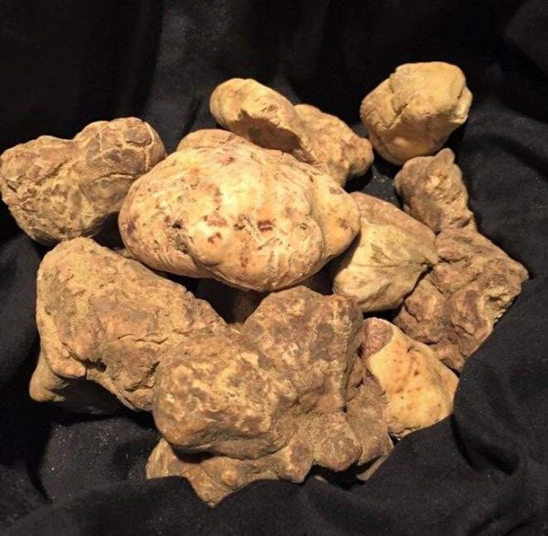 Tartufo bianco rezepte alba trüffel weiss